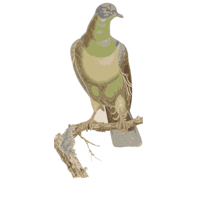 Yellow-green pigeon with grey head - Les Pigeons (first edition) - 1808