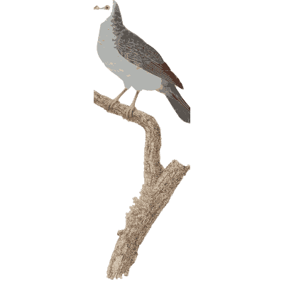White-breasted pigeon with black tail tip - Les Pigeons (first edition) - 1808