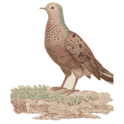 Speckled brown dove on a mound - Les Pigeons (first edition) - 1808