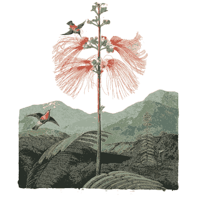 Red powder-puff flower with hummingbird 02 - The Temple of Flora - 1807
