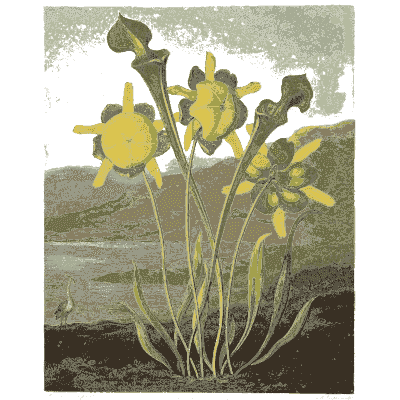 Yellow pitcher plants beside a lake - The Temple of Flora - 1807