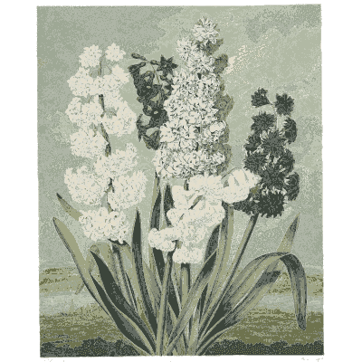 Hyacinths 02 - The Temple of Flora - 1807