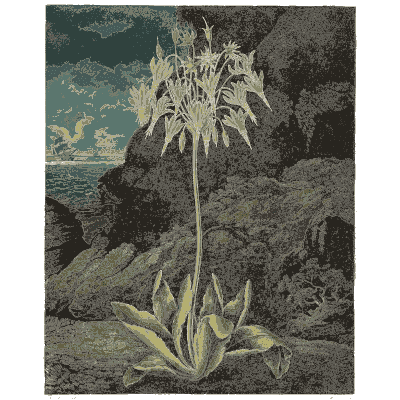 Green star flowers by a cliff - The Temple of Flora - 1807