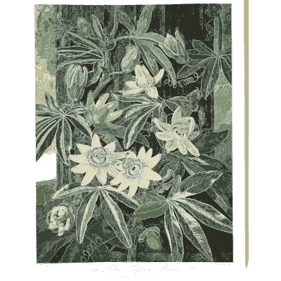 Blue passion flower 02 - The Temple of Flora - 1807