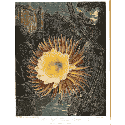 Night-blowing cereus 02 - The Temple of Flora - 1807