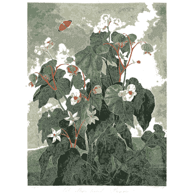 White star flowers with butterfly 02 - The Temple of Flora - 1807