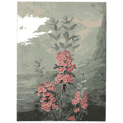 Spike of pink bell flowers 02 - The Temple of Flora - 1807