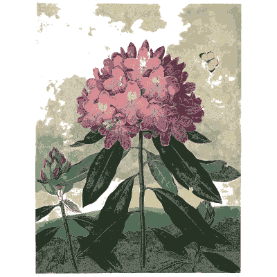Rhododendron 02 - The Temple of Flora - 1807