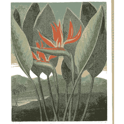 Bird of paradise flower 02 - The Temple of Flora - 1807