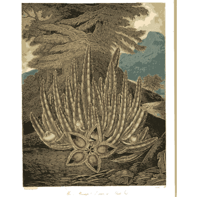 Aloe in flower - The Temple of Flora - 1807