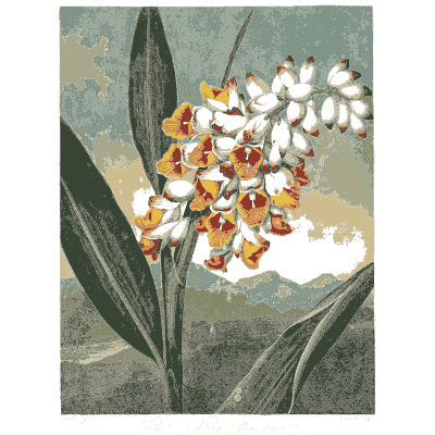White flowers with orange throats 02 - The Temple of Flora - 1807