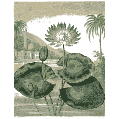 Blue Egyptian water lily 02 - The Temple of Flora - 1807
