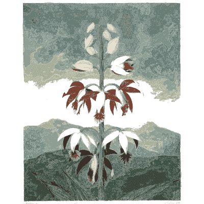 Spike of nodding white flowers 02 - The Temple of Flora - 1807