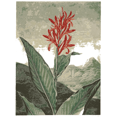 Scarlet plume flower 02 - The Temple of Flora - 1807