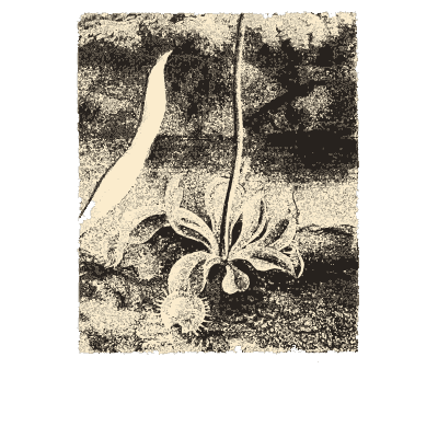 American bog plants with pitcher plants - The Temple of Flora - 1807