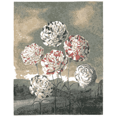 Carnations 02 - The Temple of Flora - 1807