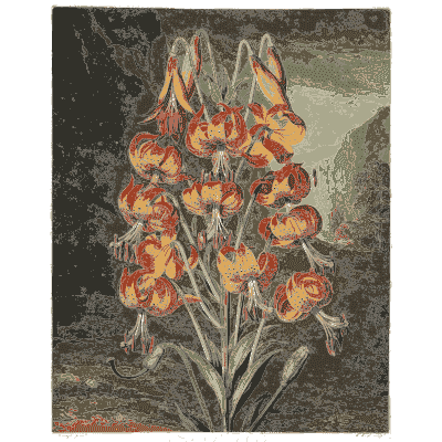 Tiger lilies 02 - The Temple of Flora - 1807