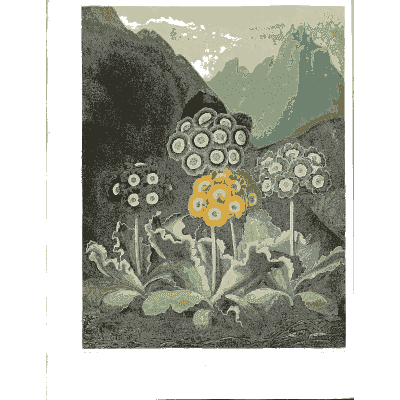 Auriculas 02 - The Temple of Flora - 1807