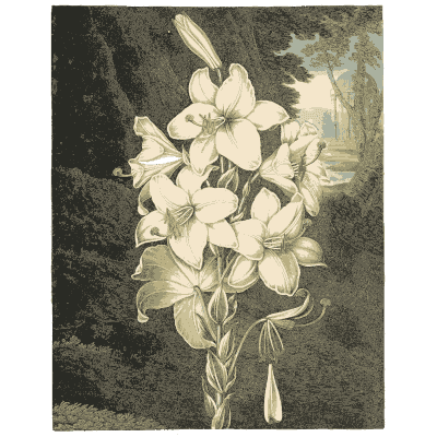 White lilies 02 - The Temple of Flora - 1807