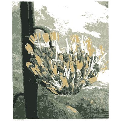 Clump of yellow and white flowers 02 - The Temple of Flora - 1807