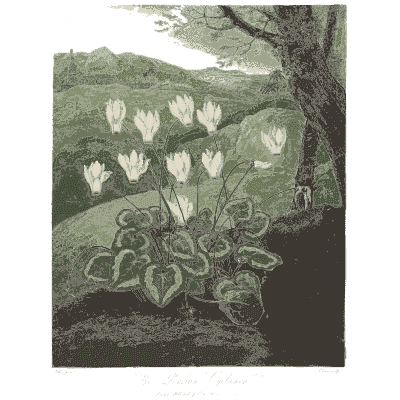 Cyclamen in a wooded landscape 02 - The Temple of Flora - 1807