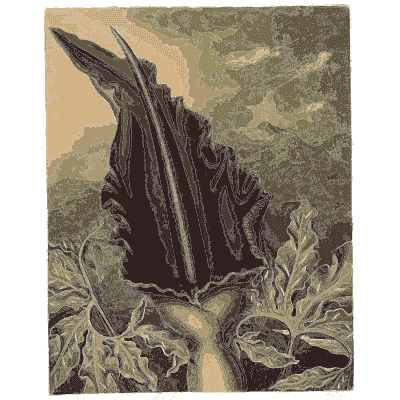 Dragon arum flower 02 - The Temple of Flora - 1807