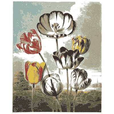 Tulips 02 - The Temple of Flora - 1807