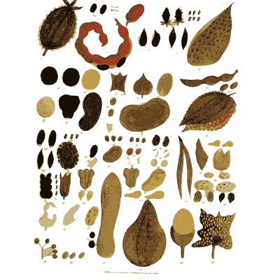 Seeds, pods and nuts - Sketches Towards a Hortus Botanicus Americanus - 1811