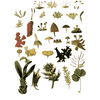 Mosses and lichens plate - Sketches Towards a Hortus Botanicus Americanus - 1811