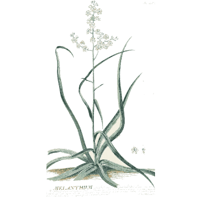 Melanthium flowering stem - Plantae Selectae - 1750