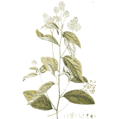 Leafy stem with small white flowers - Plantae Selectae - 1750