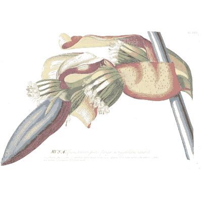 Banana flower bud dissection - Plantae Selectae - 1750