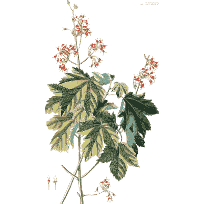 Palmate-leaved shrub with red flowers - Plantae Selectae - 1750