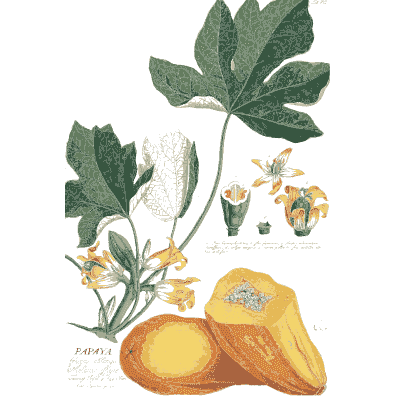 Papaya plant with cut fruit - Plantae Selectae - 1750