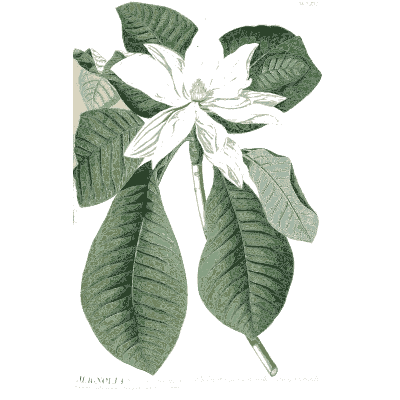 Magnolia flower and leaves - Plantae Selectae - 1750