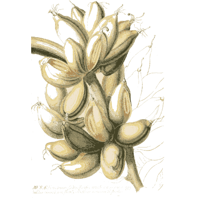 Bunch of bananas 01 - Plantae Selectae - 1750