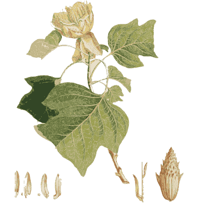 Tulip tree flower and leaves - Plantae Selectae - 1750