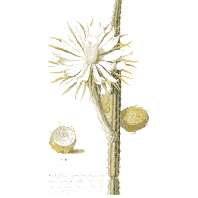 Night-blooming cereus flower 01 - Plantae Selectae - 1750