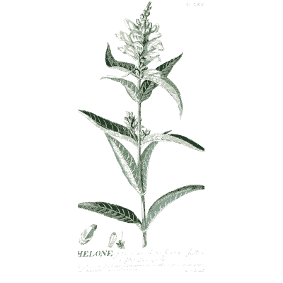Spiked flowering stem - Plantae Selectae - 1750