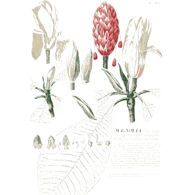 Magnolia flower and seed cone - Plantae Selectae - 1750