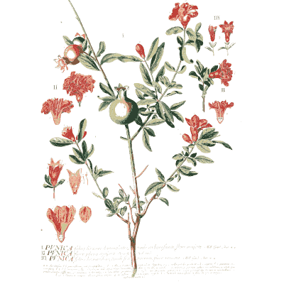 Pomegranate branch in flower - Plantae Selectae - 1750