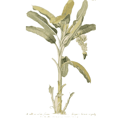 Broad-leaved plant with blade leaves - Plantae Selectae - 1750