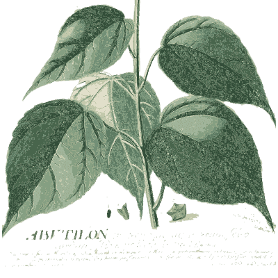 Abutilon leaves - Plantae Selectae - 1750