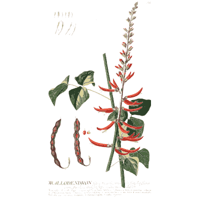 Coral tree flowers and pods - Plantae Selectae - 1750