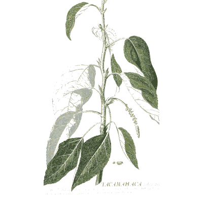 Leafy stem with oval leaves - Plantae Selectae - 1750