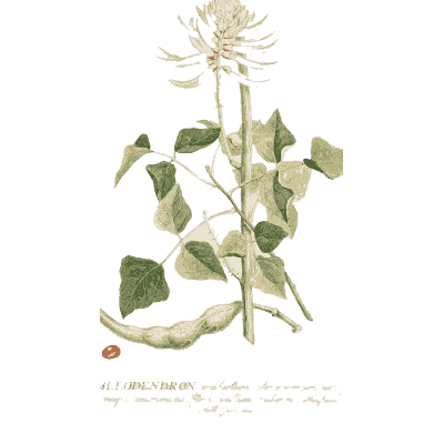 Climbing vine with seed pods - Plantae Selectae - 1750