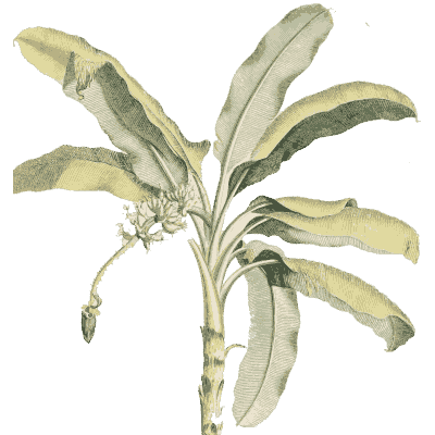 Banana plant leaves - Plantae Selectae - 1750