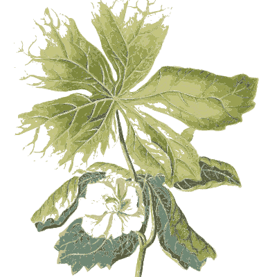 Lobed fig leaf - Plantae Selectae - 1750