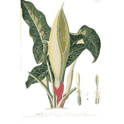 Arum spathe and spadix - Plantae Selectae - 1750