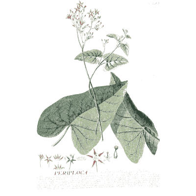 Periploca vine with flower sprays - Plantae Selectae - 1750